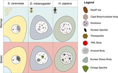 Keeping up with the condensates: The retention, gain, and loss of nuclear membrane-less organelles